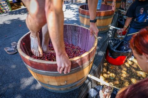 Silicon Valley mayors will be stomping grapes at Italian Family Festa